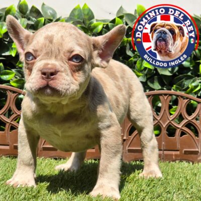 Bulldog Francés | Macho Isabella merle