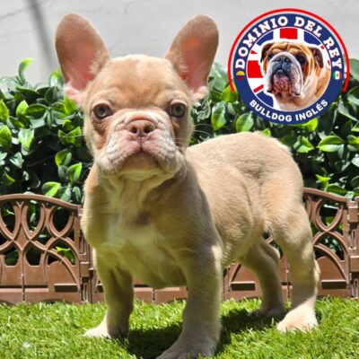 Bulldog Francés | Macho Isabella