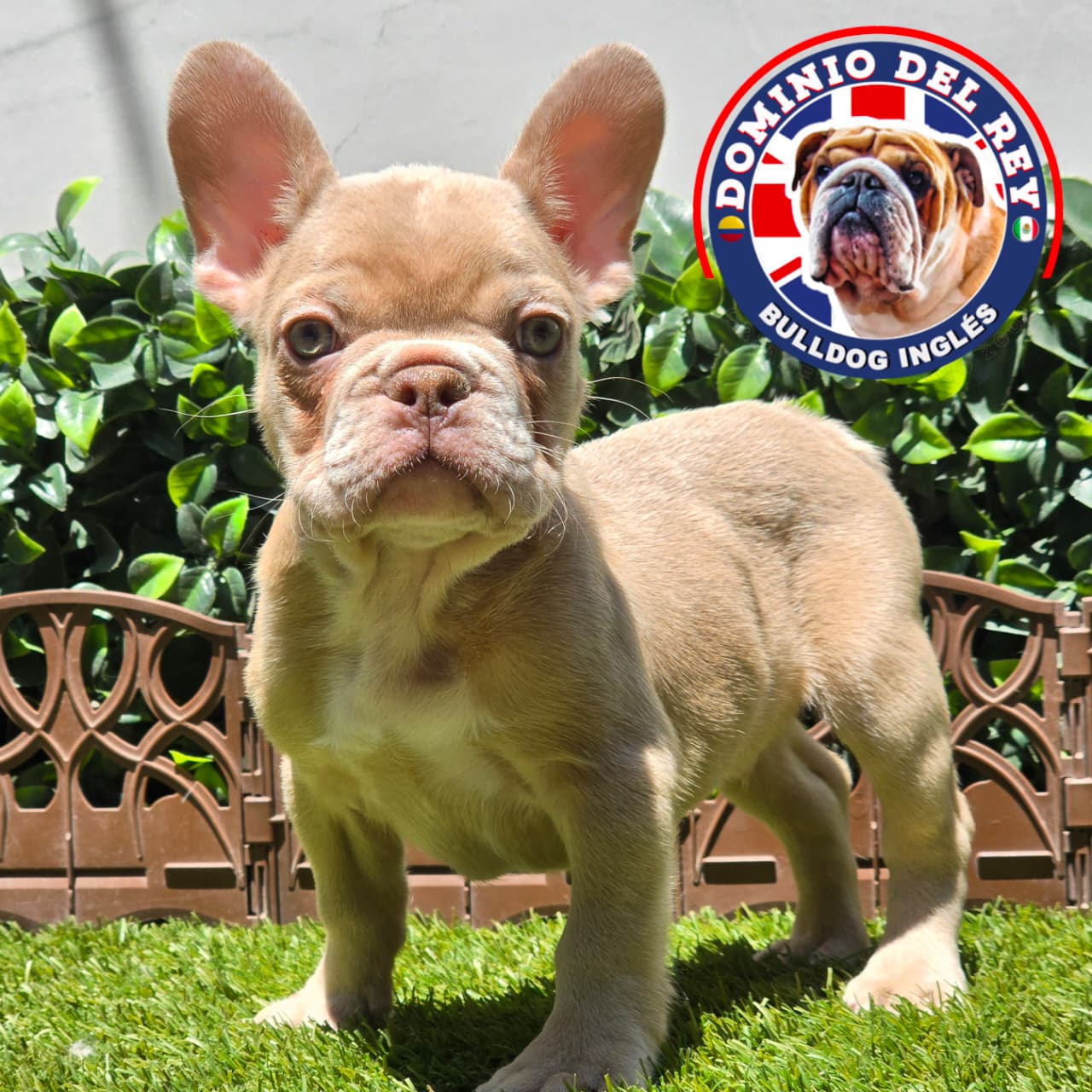 Bulldog Francés | Macho Isabella
