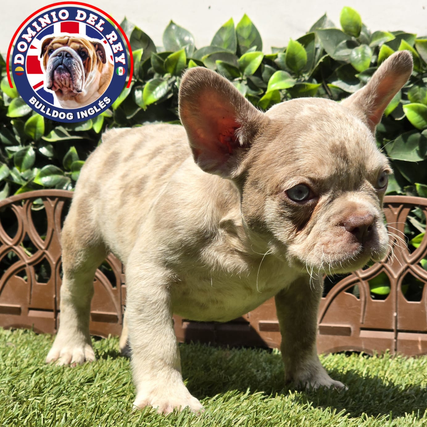 Bulldog Francés | Macho Isabella merle - Image 6