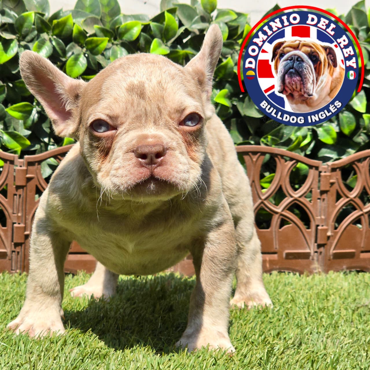 Bulldog Francés | Macho Isabella merle - Image 5