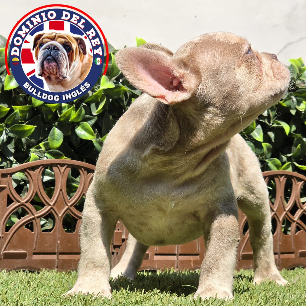 Bulldog Francés | Macho Isabella merle - Image 3