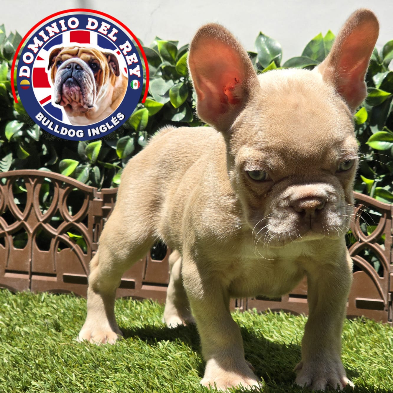 Bulldog Francés | Macho Isabella - Image 6