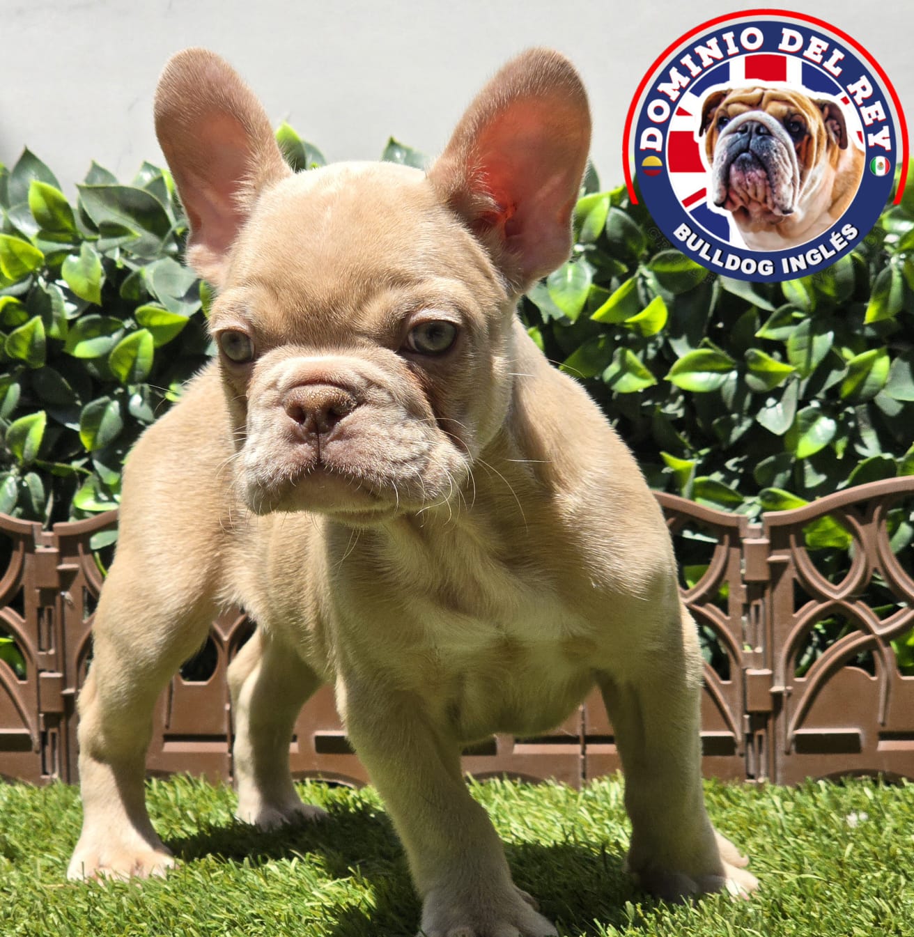 Bulldog Francés | Macho Isabella - Image 5