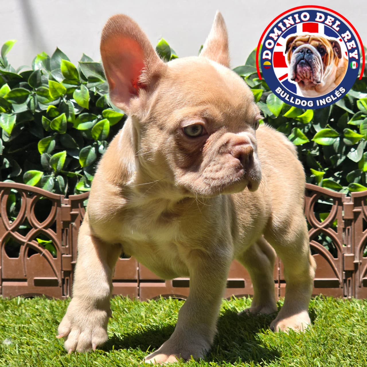 Bulldog Francés | Macho Isabella - Image 4