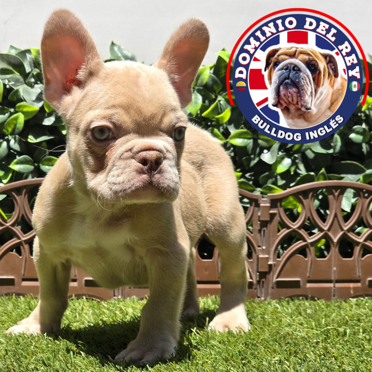 Bulldog Francés | Macho Isabella - Image 2