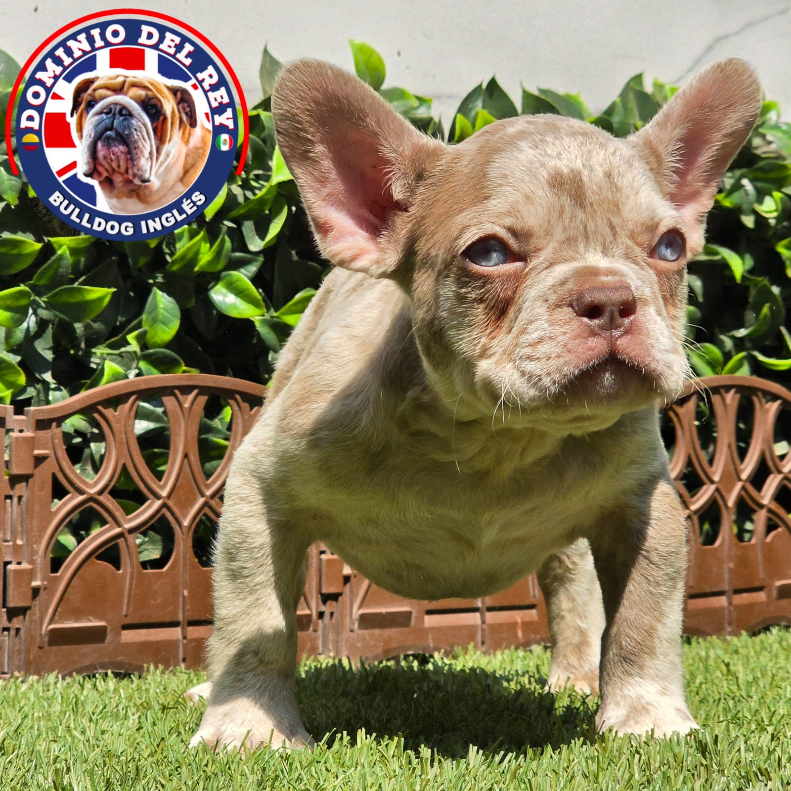 Bulldog Francés | Macho Isabella merle - Image 2