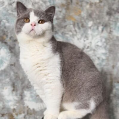 British Shorthair | Macho Lilac Bitono