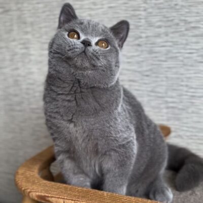 British Shorthair | Macho blue