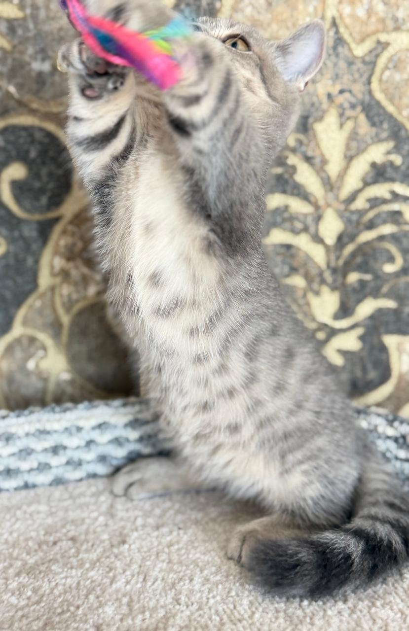 Munchkin | Macho Tabby - Image 3