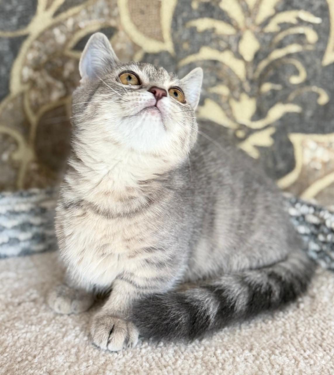 Munchkin | Macho Tabby - Image 2