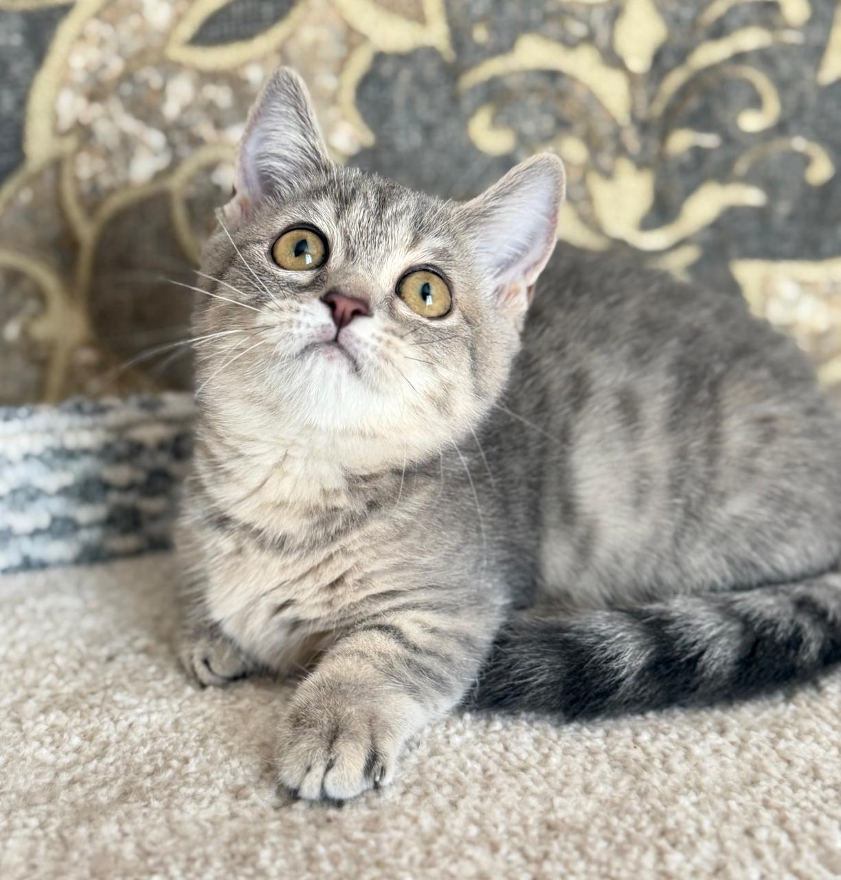 Munchkin | Macho Tabby