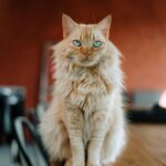 Adorable ginger cat with fluffy fur sitting on a wooden table with a blurred background indoors.