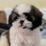 Cute Shih Tzu puppy sitting indoors with a fluffy coat and playful expression.