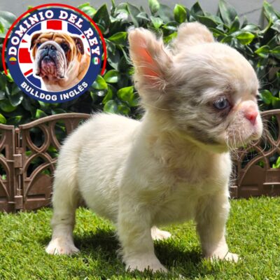 Bulldog Francés | Macho Pied merle Fluffy