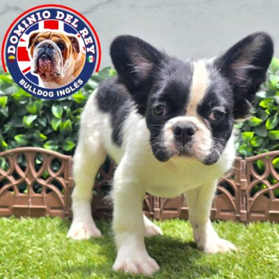 Bulldog Francés | Macho Blue Pied Fluffy