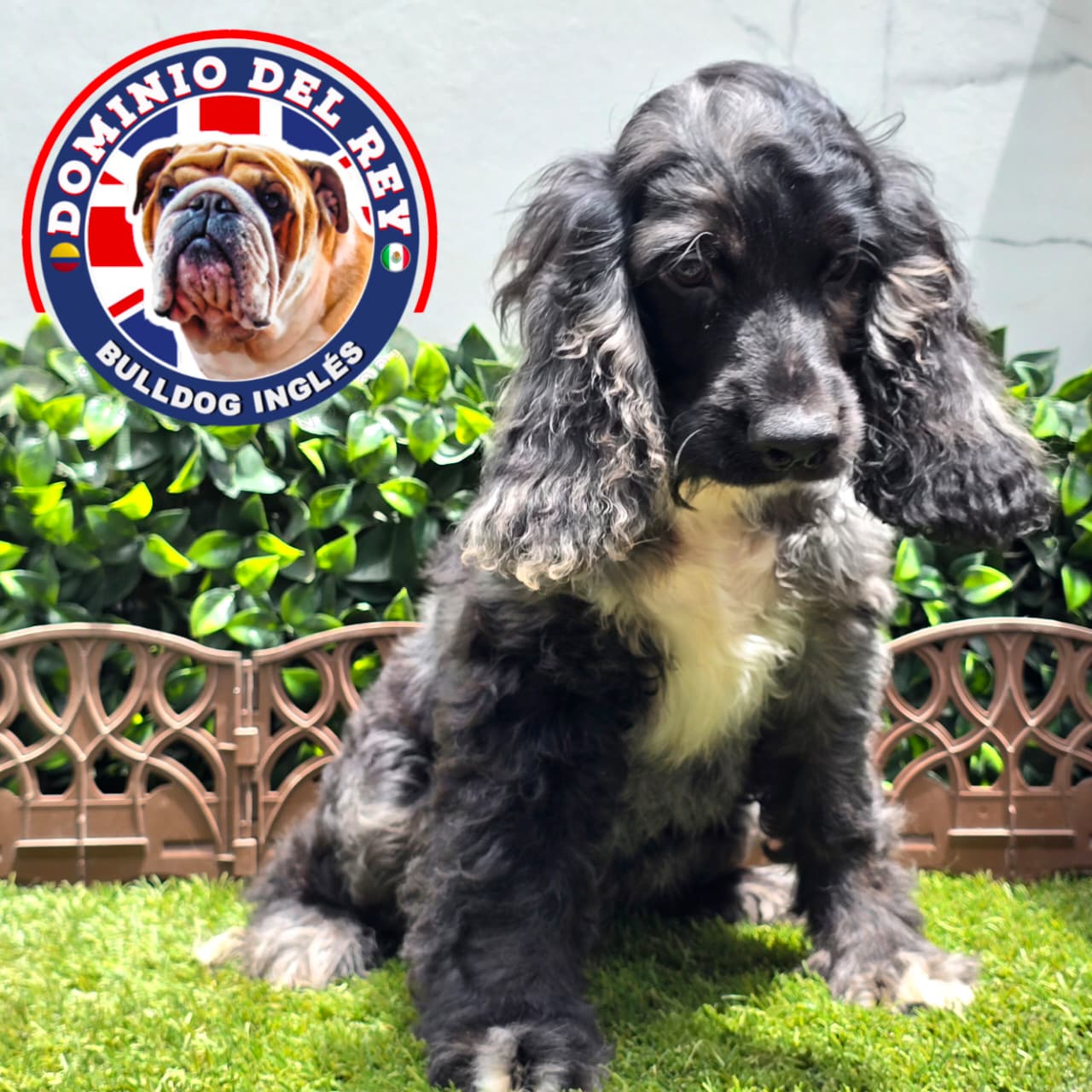 Cocker Spaniel | Macho Black Merle - Image 2
