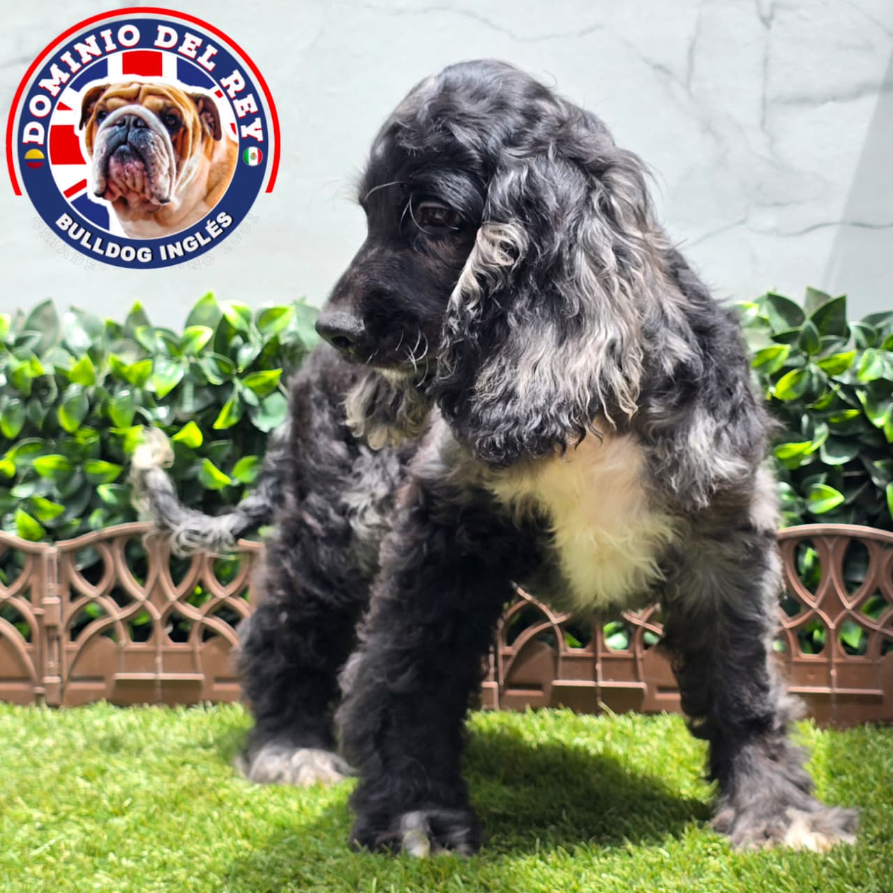 Cocker Spaniel | Macho Black Merle - Image 3