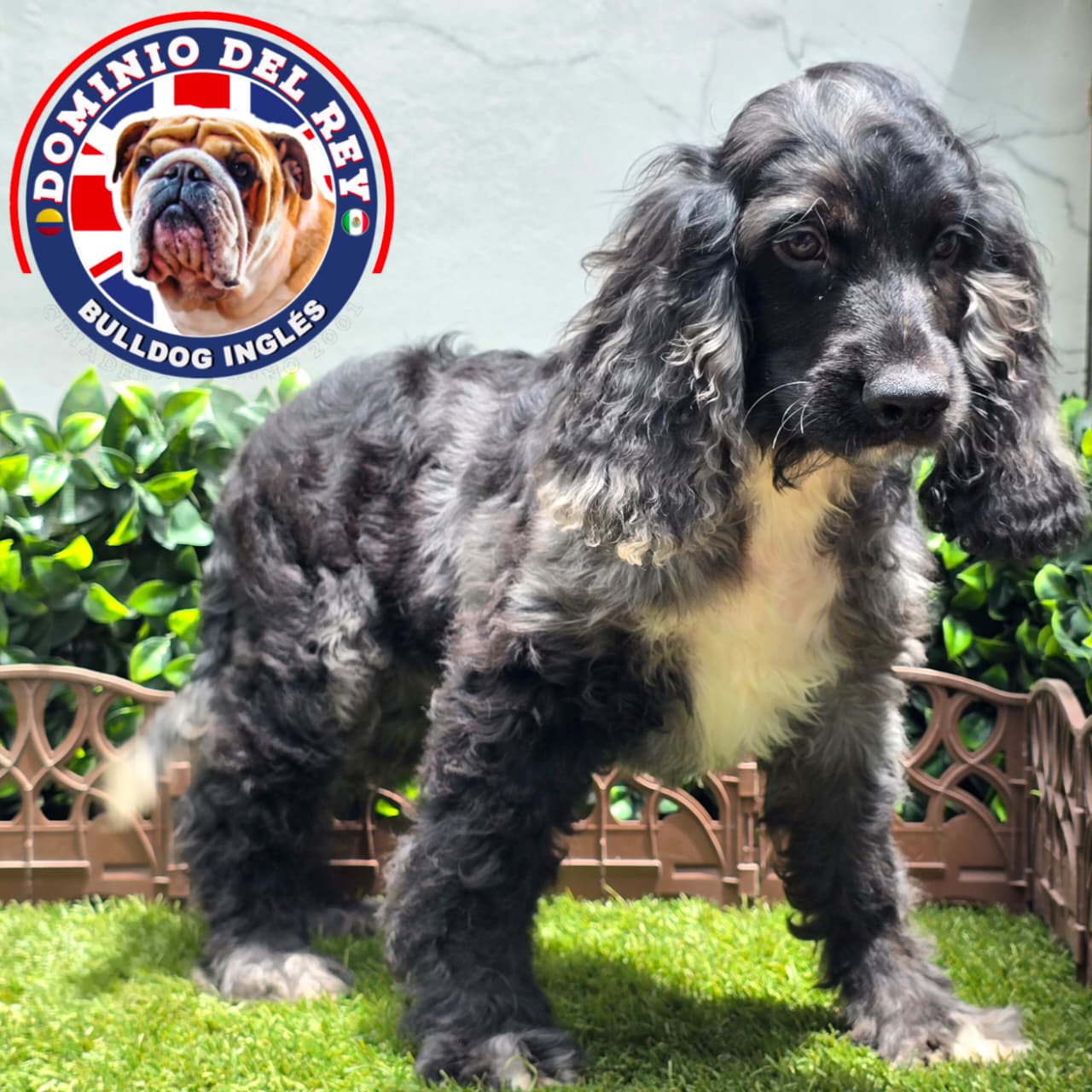 Cocker Spaniel | Macho Black Merle - Image 4