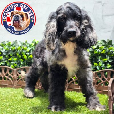 Cocker Spaniel | Macho Black Merle