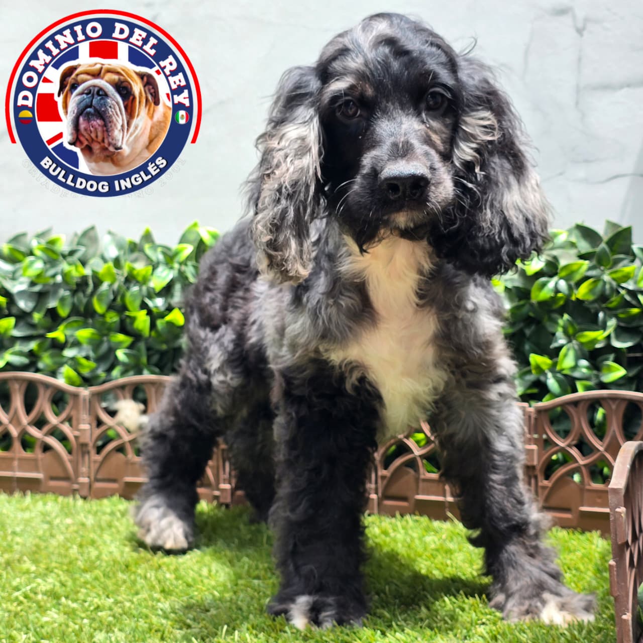 Cocker Spaniel | Macho Black Merle