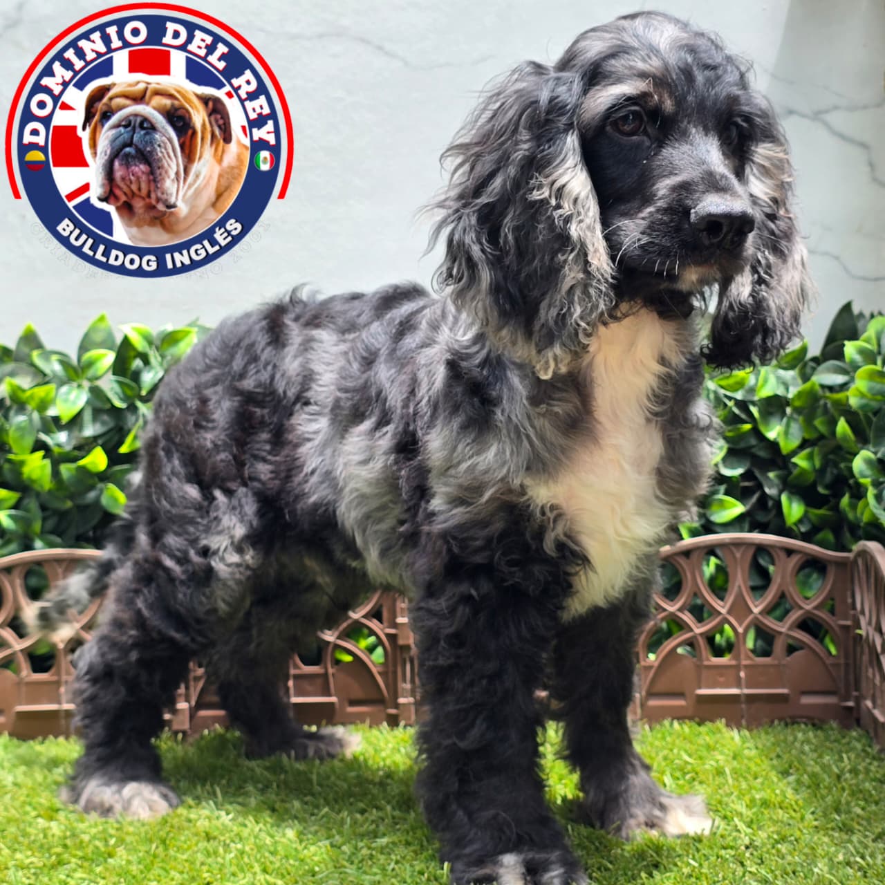 Cocker Spaniel | Macho Black Merle - Image 6
