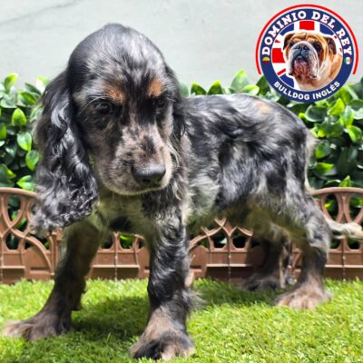 Cocker Spaniel | Hembra Black Merle