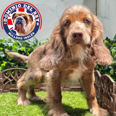 Cocker Spaniel | Macho Choco Merle
