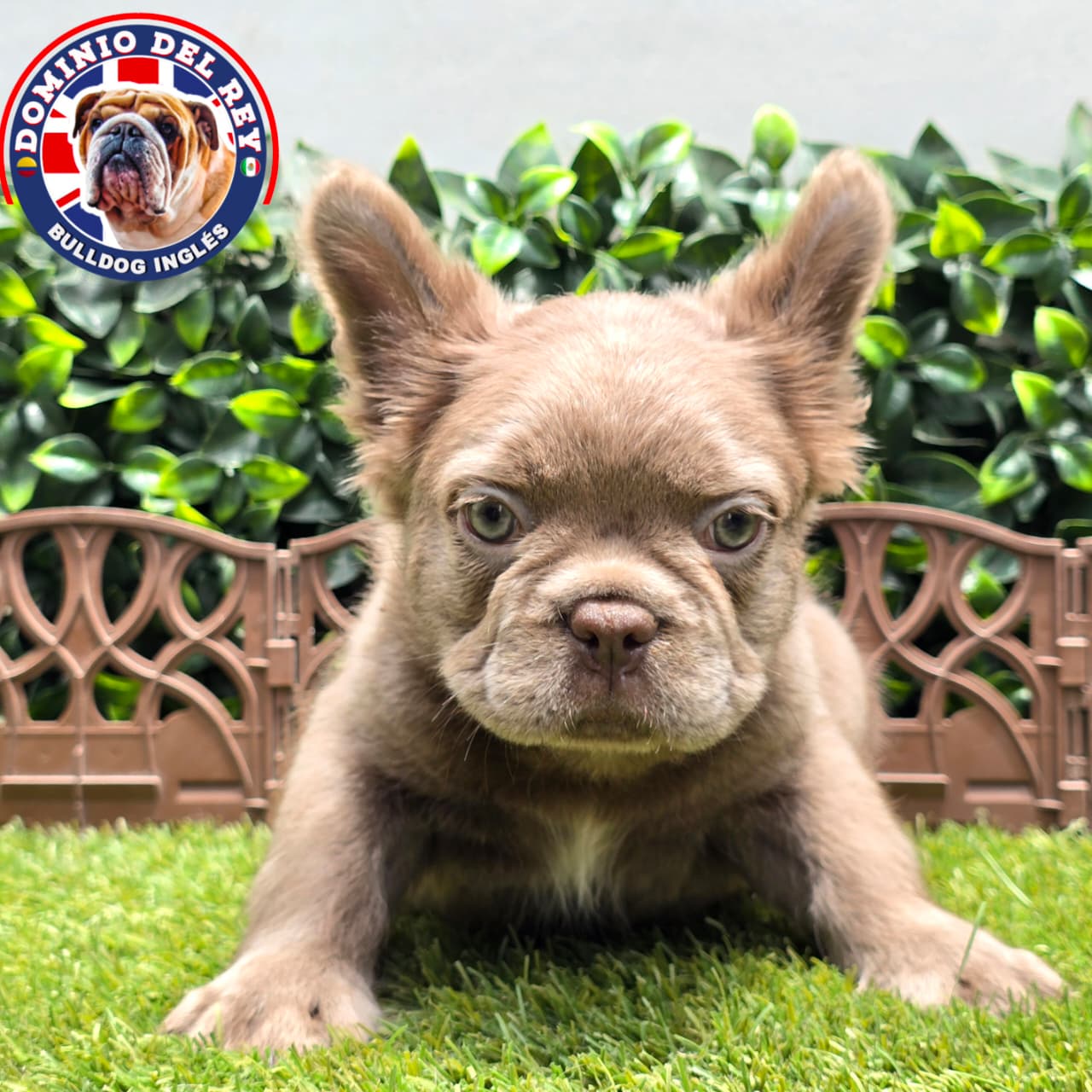 Bulldog Francés | Macho Isabella Fluffy - Image 5