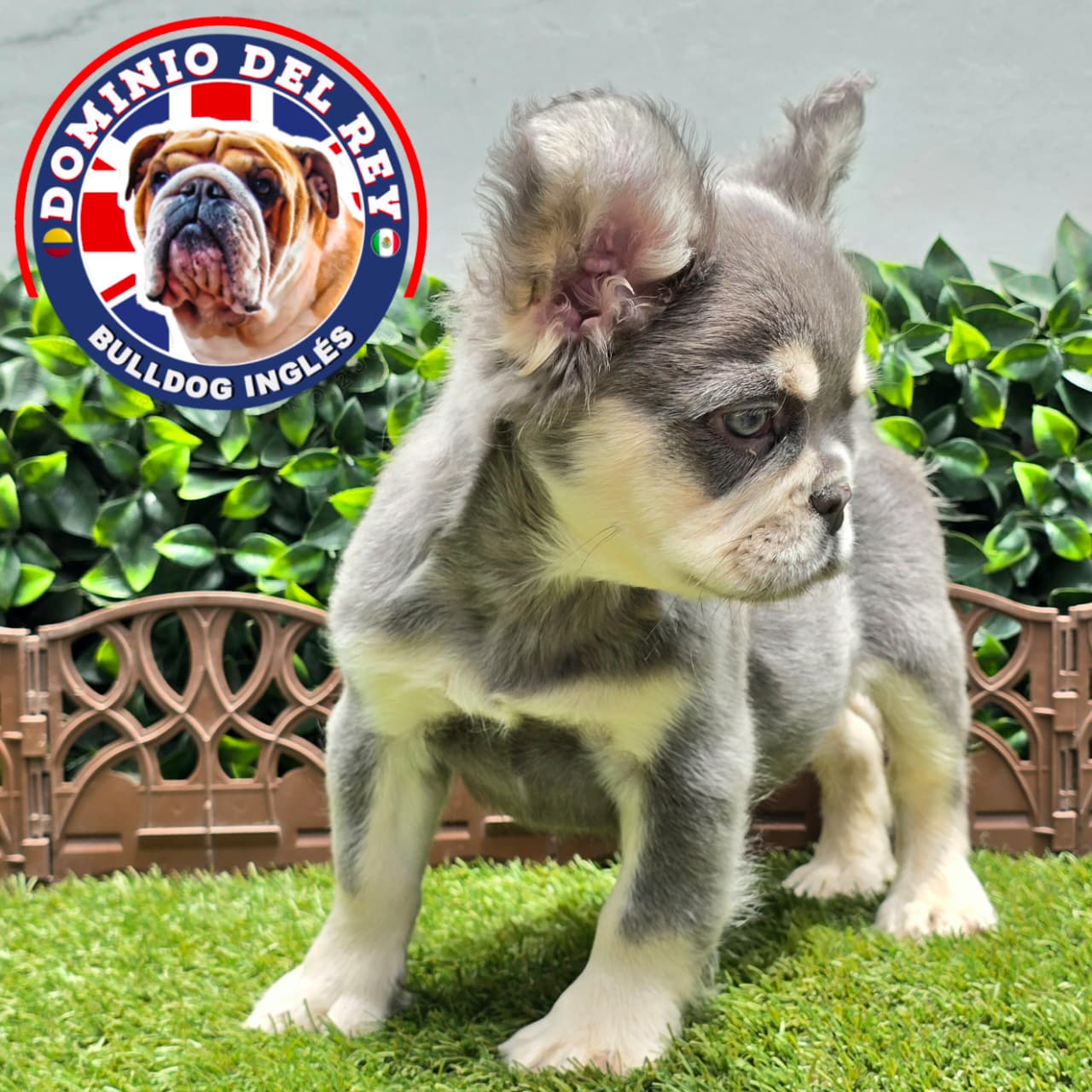 Bulldog Francés | Macho Lilac and Tan Fluffy - Image 5