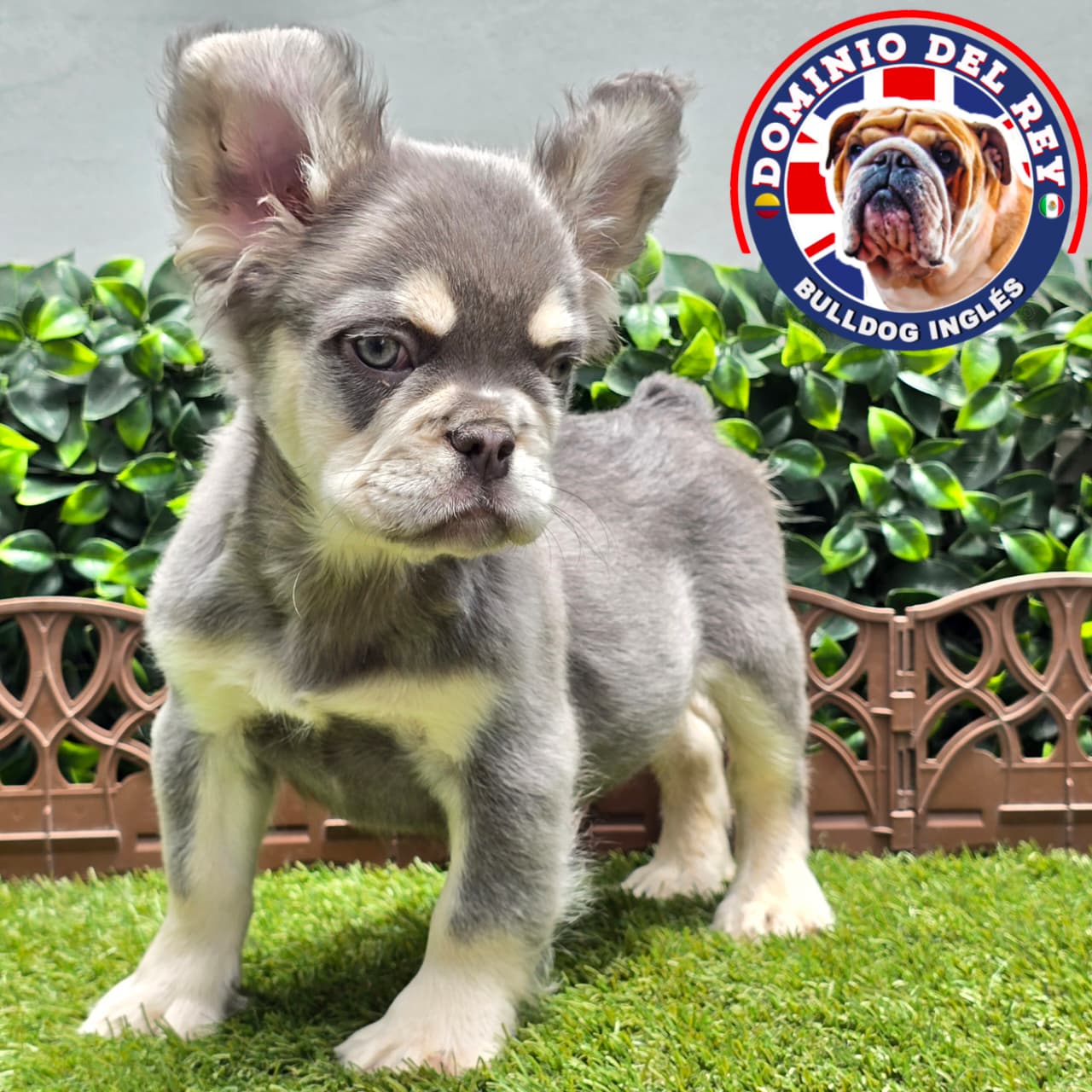 Bulldog Francés | Macho Lilac and Tan Fluffy - Image 6
