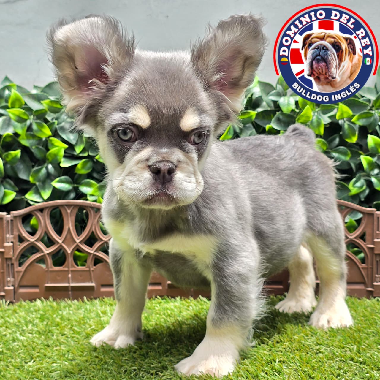 Bulldog Francés | Macho Lilac and Tan Fluffy - Image 7