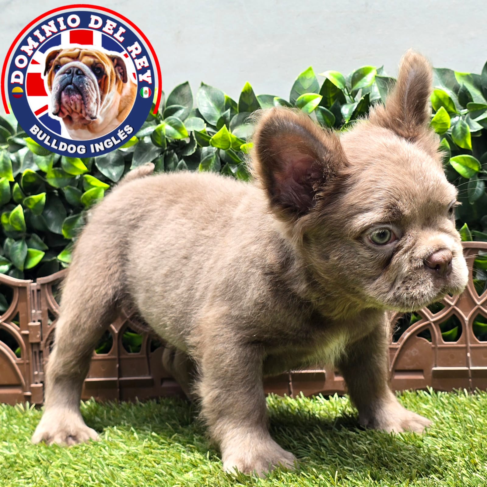 Bulldog Francés | Macho Isabella Fluffy - Image 3