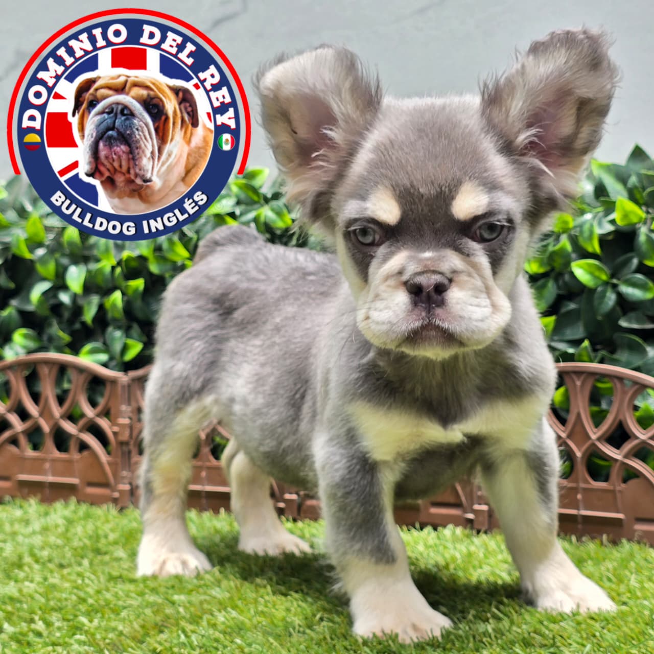 Bulldog Francés | Macho Lilac and Tan Fluffy - Image 8