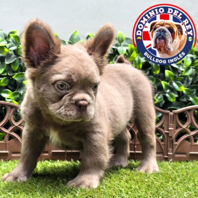 Bulldog Francés | Macho Isabella Fluffy