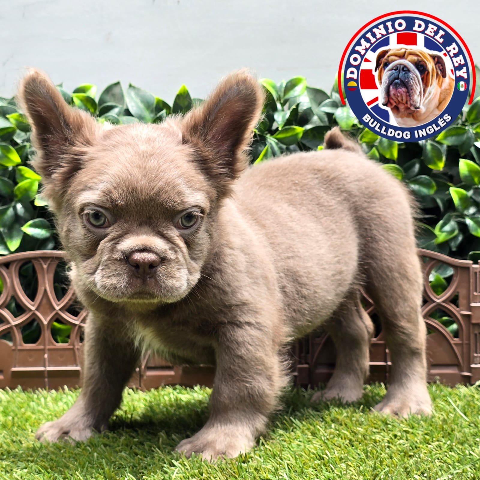 Bulldog Francés | Macho Isabella Fluffy - Image 4