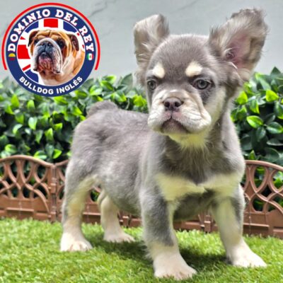 Bulldog Francés | Macho Lilac and Tan Fluffy