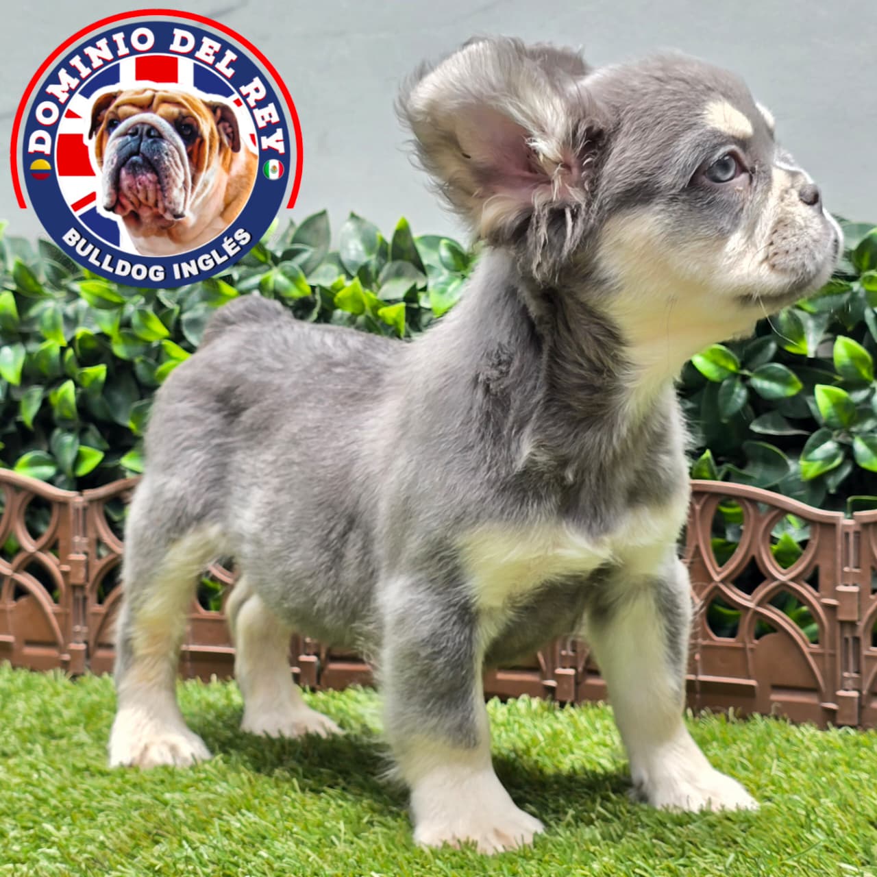 Bulldog Francés | Macho Lilac and Tan Fluffy - Image 2