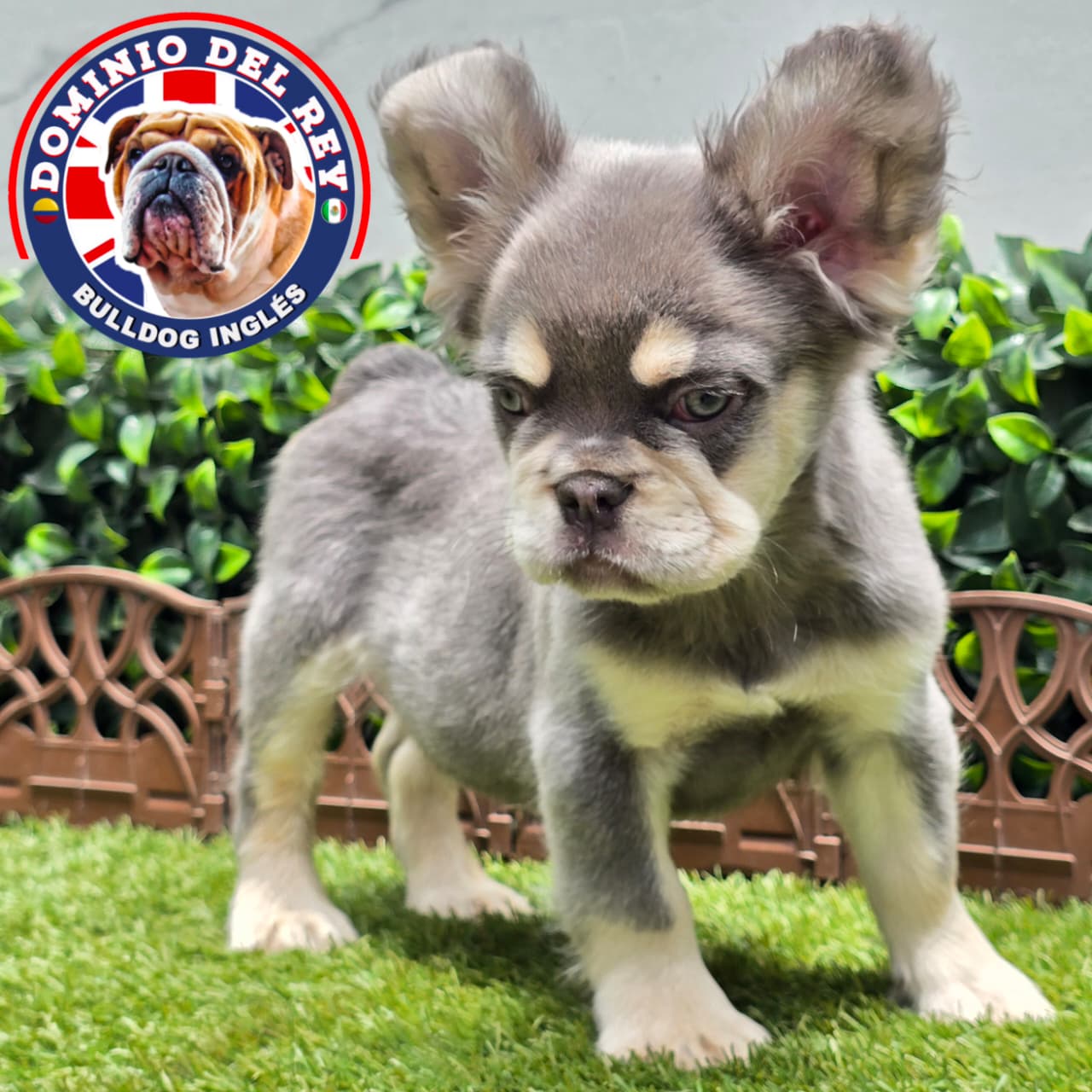 Bulldog Francés | Macho Lilac and Tan Fluffy - Image 3