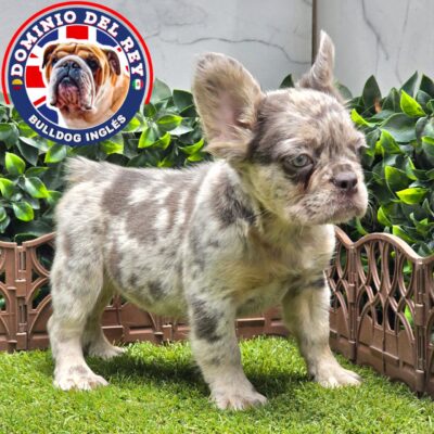 Bulldog Francés | Hembra Blue merle and Tan