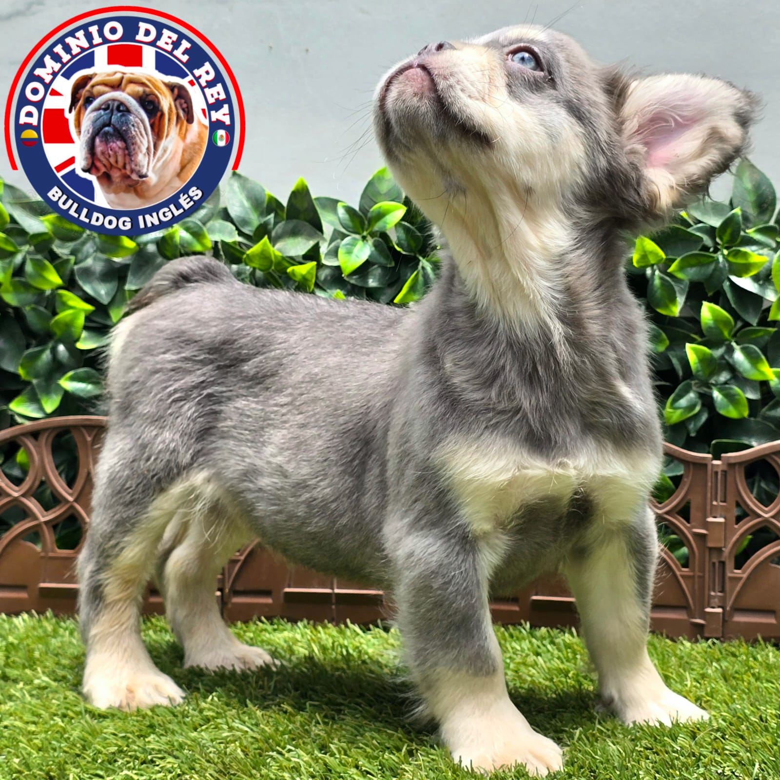 Bulldog Francés | Macho Lilac and Tan Fluffy - Image 4