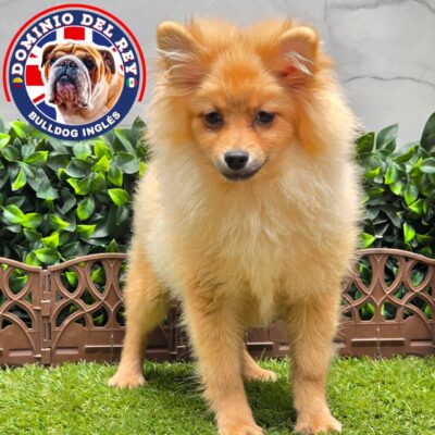Pomerania | Fawn Macho